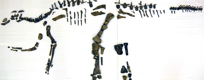 Szkielet dinozaura