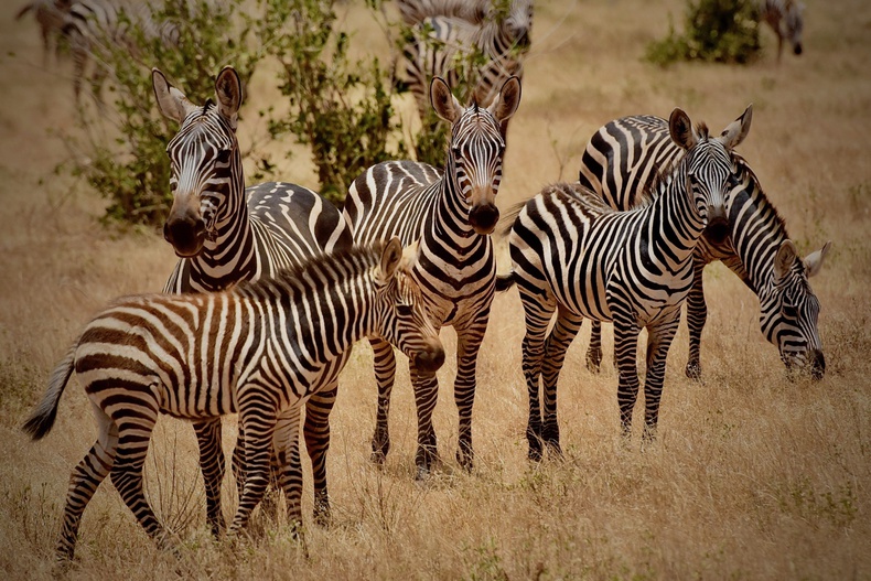 Kenia Afryka Zwierzęta