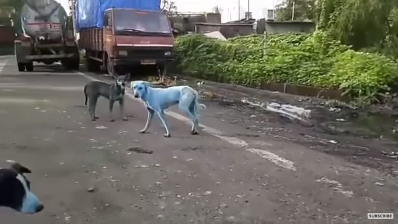 Niebieskie psy w Mumbaju
