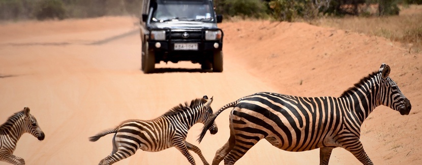 Kenia Afryka Zwierzęta