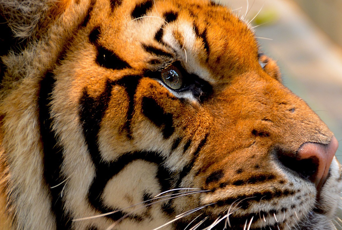 tygrys bengalski