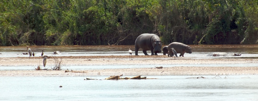 Hipopotam w Burundi
