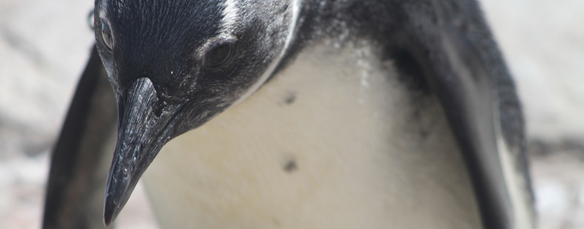 Pingwin przylądkowy