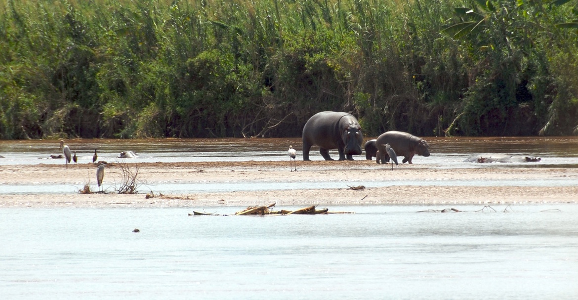 Hipopotam w Burundi