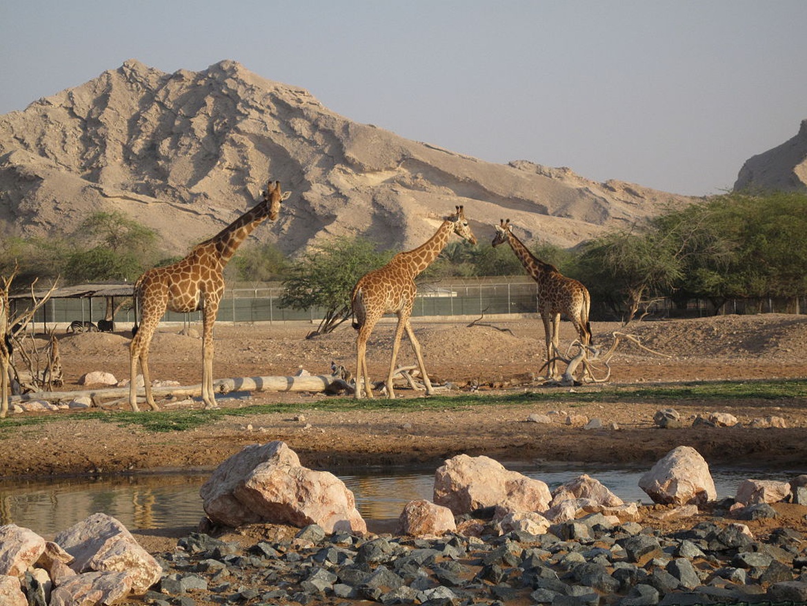 Al-Ajn Zjednoczone Emiraty Arabskie