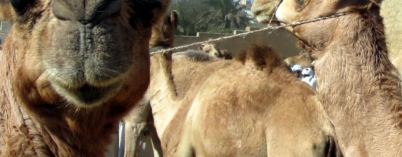 Wielbłąd z Erytrei