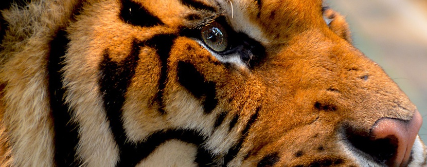 tygrys bengalski