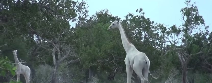 Białe żyrafy w Kenii