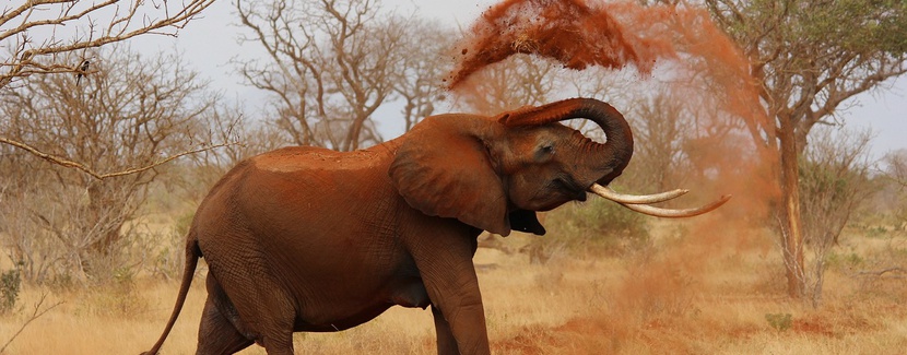 Słoń w  Afryce