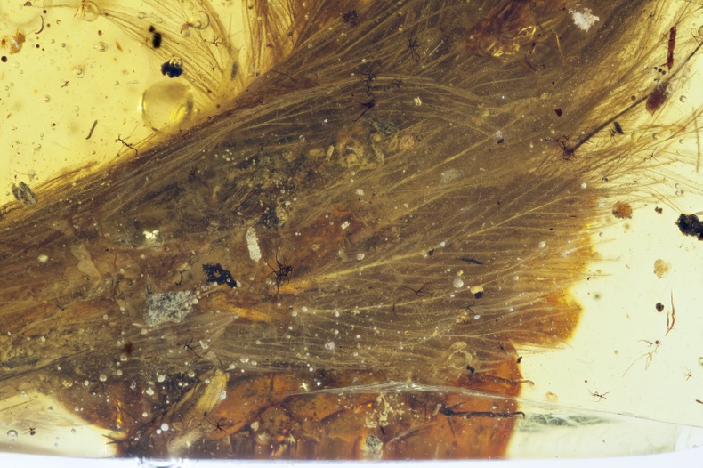 ogon dinozaura