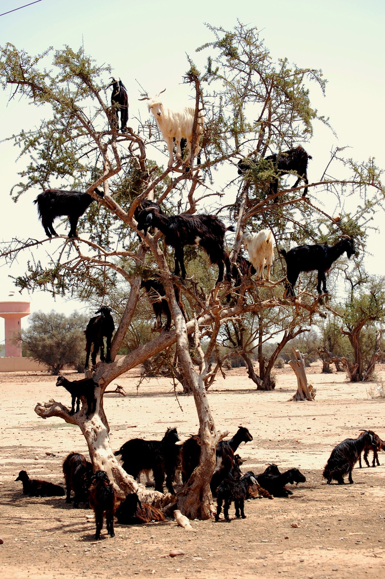 Maroko - kozy na drzewach arganowych